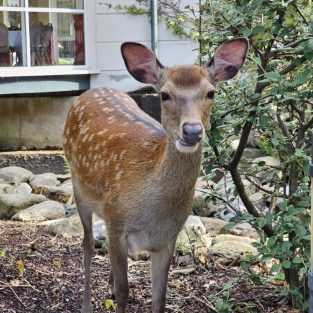 Deer in front of Glendalough Hotel County Wicklow