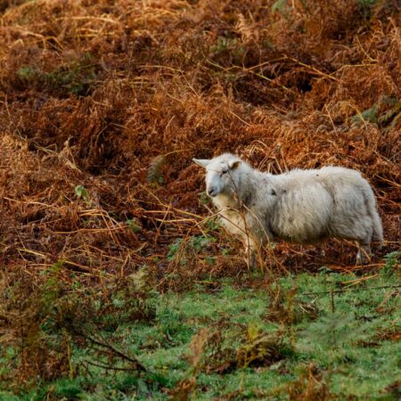 Sheep in Wicklow Gap near Glendalough Hotel