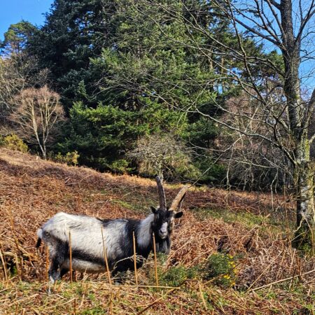 Wild goats at Upper Lake in Glendalough County Wicklow